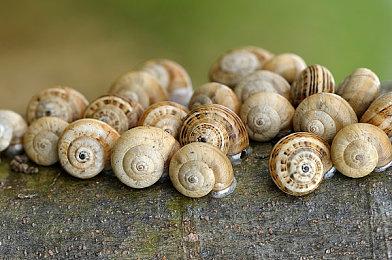 《哥谭骑士》疑似即将登陆Switch平台